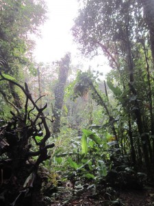 Monteverde 4  